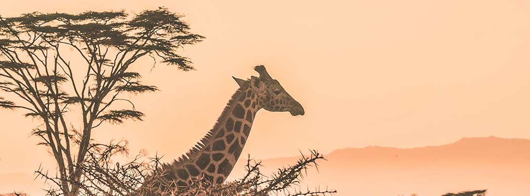 Le Kenya… Tourisme ? Affaires ? GO !